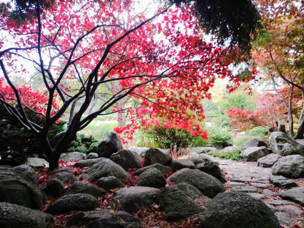 Japanische Botanik mit herbstlichen Gewand im Schulgarten Lübeck. Kostenlos mit Quellenangabe nutzbar.